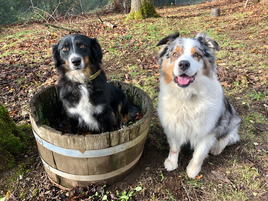 Sayre australian hot sale shepherds